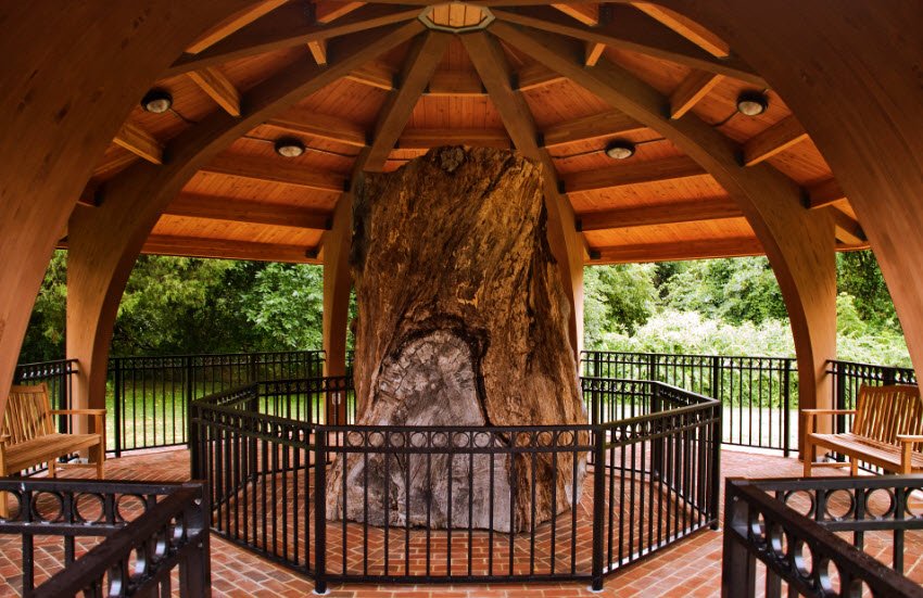 Wye Oak State Park, Maryland, USA